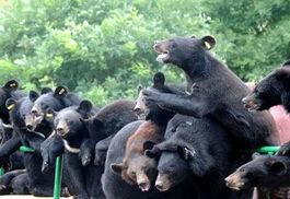 熊出未全集在线观看,欢乐童年，温馨回忆  第2张