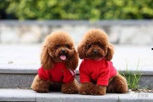 天门泰迪爆料视频大全集,揭秘幕后真相  第1张